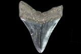 Fossil Megalodon Tooth - Georgia #105007-2